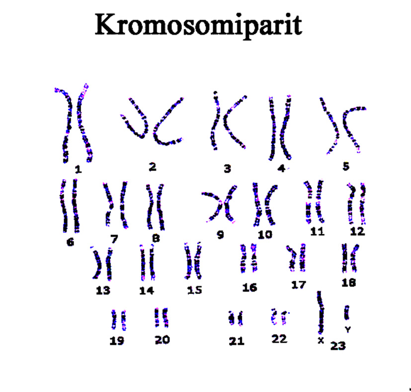 Ihmisen Kromosomit